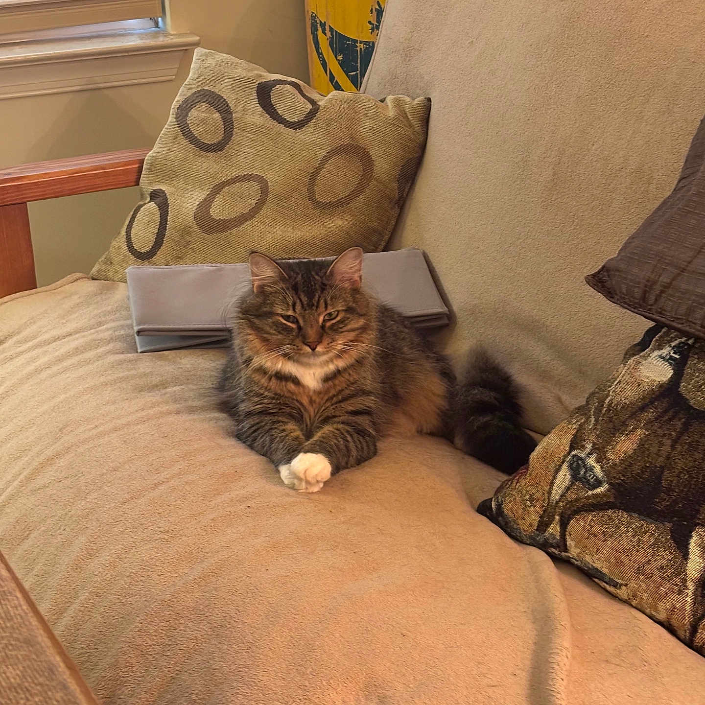 Bubba joined the competition — help win amazing prizes! animal, blinds, cat, comfort, couch, cute, domestic, feline, fur, home, indoor, mammal, pet, pillow, relaxed, resting, tabby, tail, whiskers, window