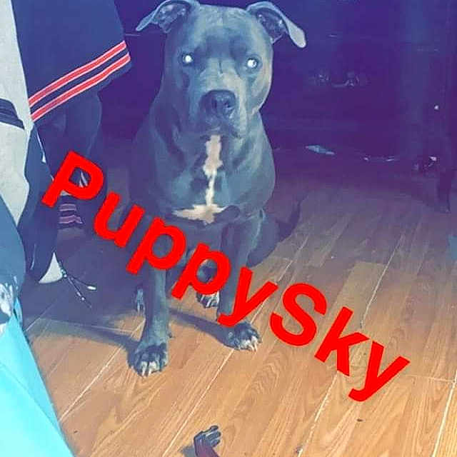 Sky joined the competition — help win amazing prizes! canidae, carnivore, companion_dog, dog, dog_breed, dog_supply, electric_blue, flooring, font, hardwood, laminate_flooring, photo_caption, plank, snout, sporting_group, varnish, wood, wood_flooring, wood_stain, working_animal