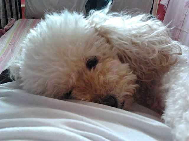 Lola Brocal