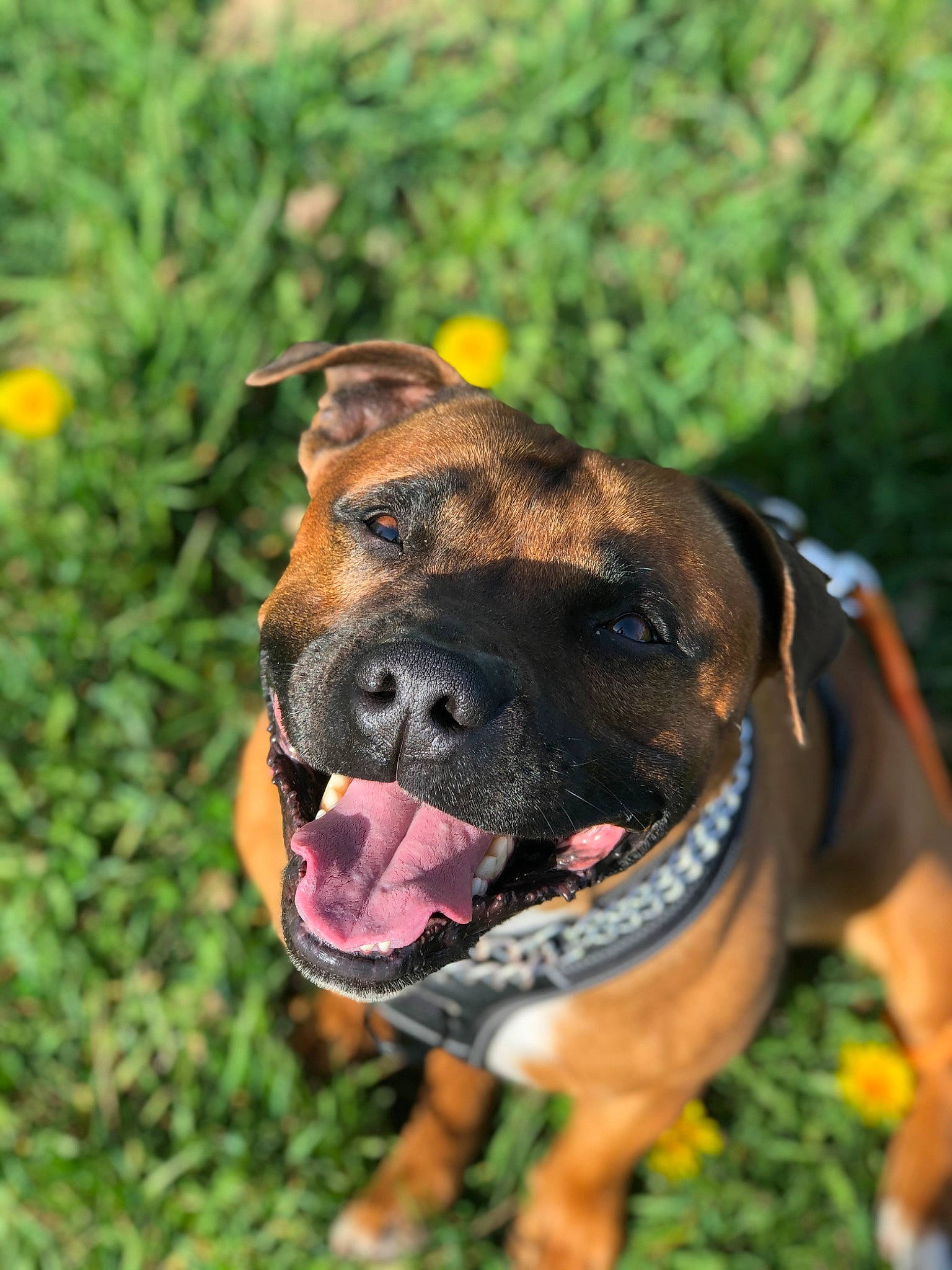 Narko participe au concours pour gagner de l'argent avec cette photo : ancient_dog_breeds, biting, boxer, canidae, carnivore, collar, companion_dog, dog, dog_breed, dog_collar, fawn, giant_dog_breed, grass, guard_dog, molosser, plant, sporting_group, terrestrial_animal, working_dog, wrinkle