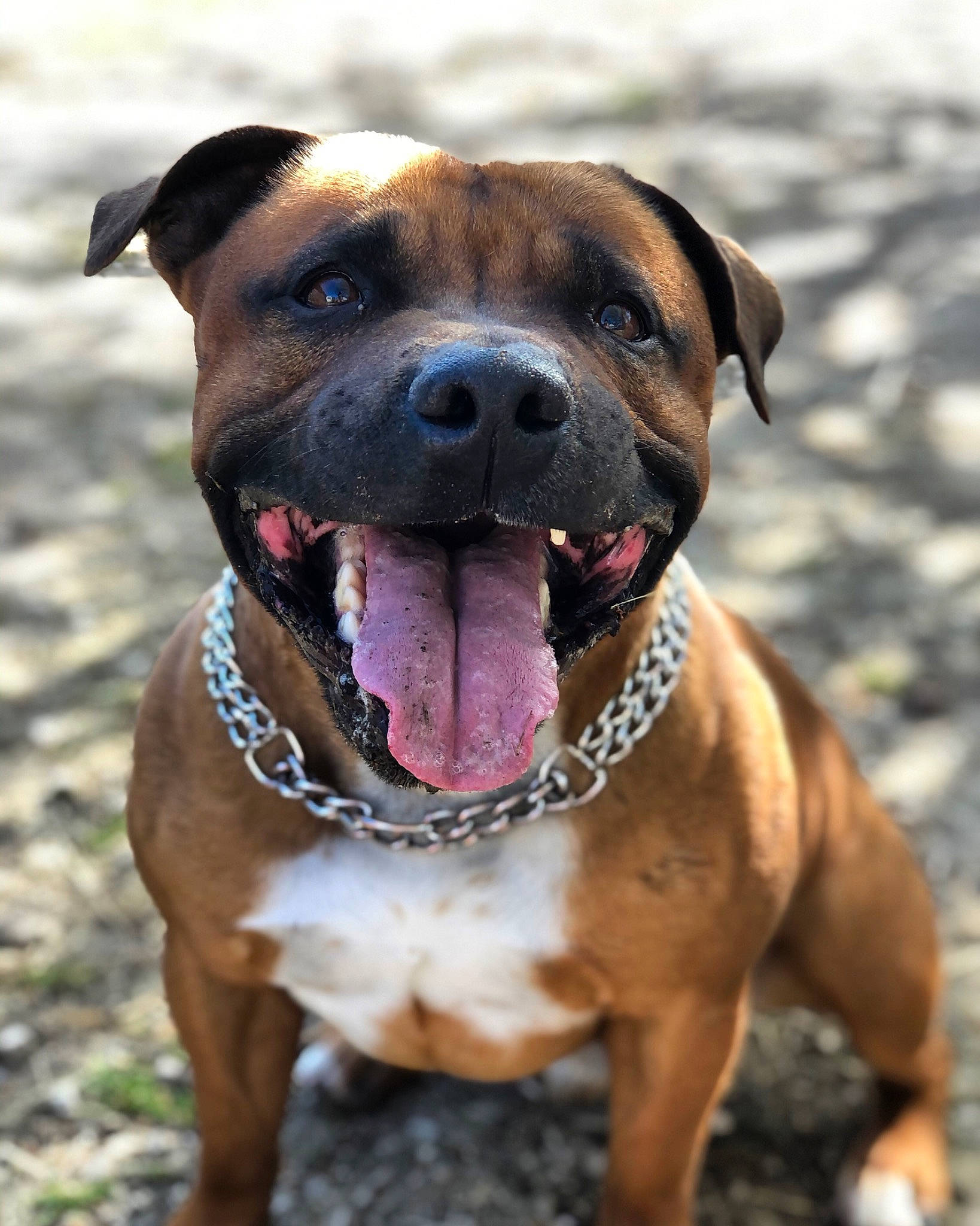Narko participe au concours pour gagner de l'argent avec cette photo : ancient_dog_breeds, canidae, carnivore, collar, companion_dog, dog, dog_breed, dog_collar, dog_supply, fawn, guard_dog, liver, molosser, pet_supply, snout, sporting_group, whiskers, working_animal, working_dog, wrinkle