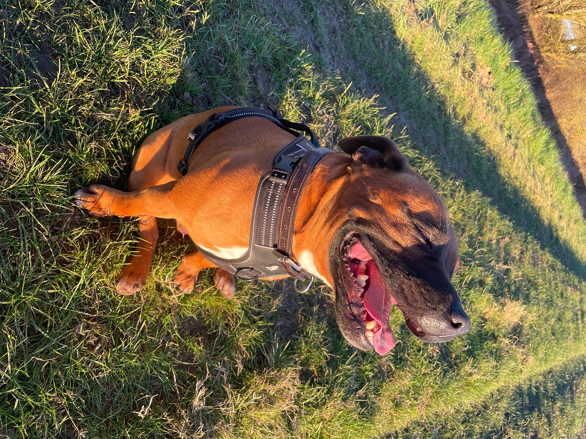 Narko participe au concours pour gagner de l'argent avec cette photo : bulldog, carnivore, collar, companion_dog, dog, dog_breed, dog_clothes, dog_collar, dog_supply, fawn, grass, leash, liver, mammal, pet_supply, snout, sporting_group, terrestrial_animal, vertebrate, working_animal