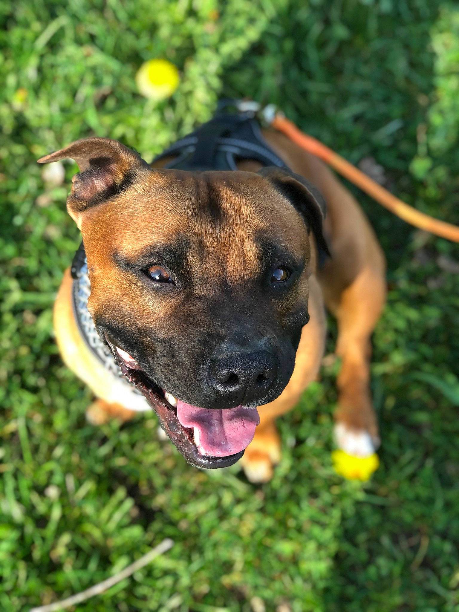 Narko participe au concours pour gagner de l'argent avec cette photo : canidae, carnivore, collar, companion_dog, dog, dog_breed, dog_collar, fawn, grass, guard_dog, non_sporting_group, pet_supply, plant, snout, sporting_group, terrestrial_animal, tree, whiskers, working_animal, working_dog