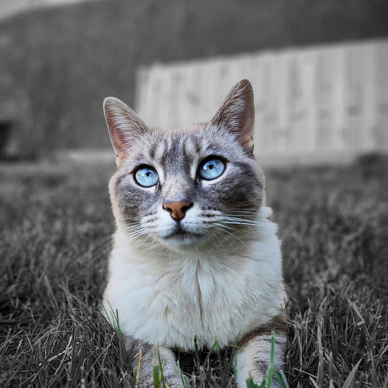 Boo-Niette participe au concours pour gagner de l'argent avec cette photo : animal, background_blur, blue_eyes, cat, close_up, color_pop, cute, domestic_cat, ears, face, feline, focus, fur, grass, lying_down, nature, outdoor, pet, portrait, whiskers