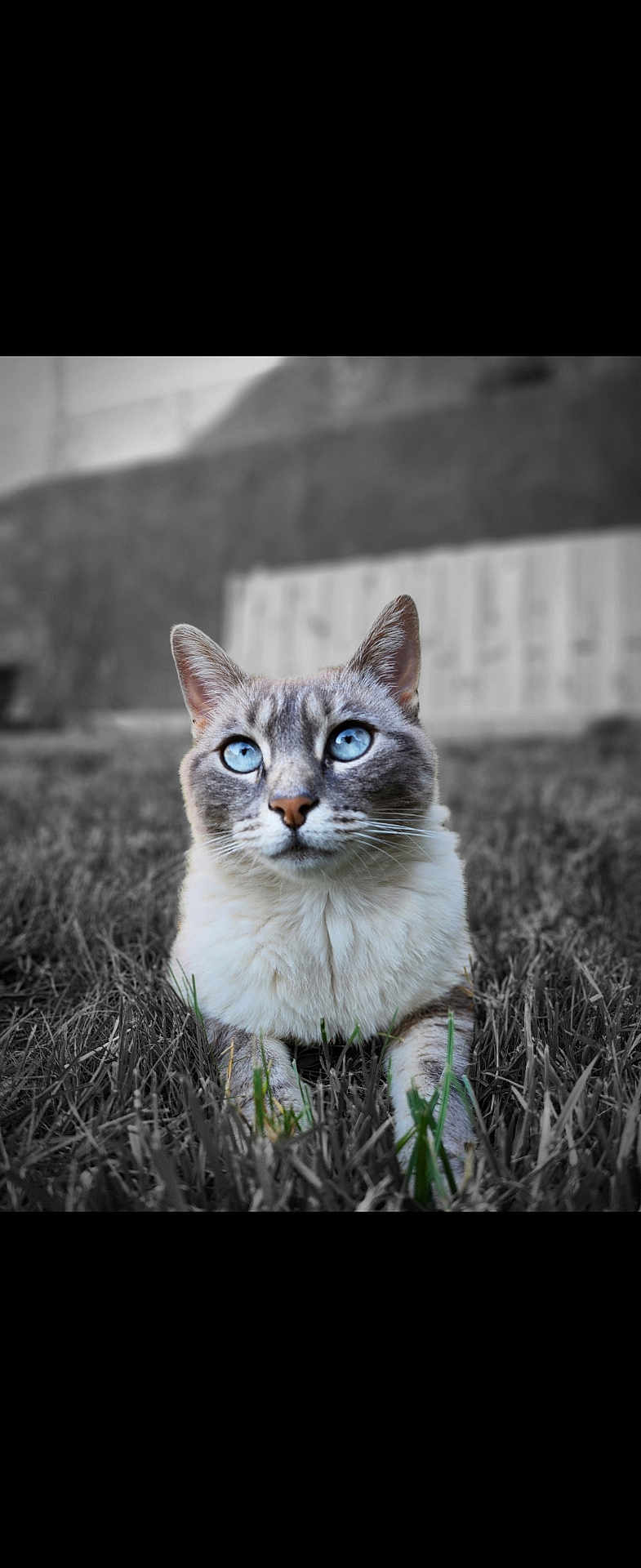 Boo-Niette