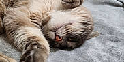 Boo-Niette participe au concours pour gagner de l'argent avec cette photo : cat, sleeping, feline, pet, fur, whiskers, cozy, blanket, relaxed, indoor, cute, animal, domestic, paw, soft, resting, closeup, tabby, mammal, companion