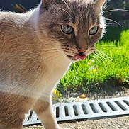 Boo-Niette a rejoint le concours — aidez-le/la à gagner de superbes lots ! cat, animal, outdoor, sunlight, blue_eyes, tongue_out, fur, whiskers, close_up, pet, curious, nature, greenery, daylight, garden, texture, side_view, walking, playful, cute