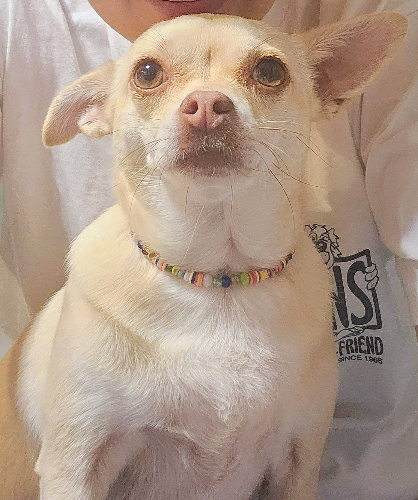 Nana participe au concours pour gagner de l'argent avec cette photo : canidae, carnivore, collar, companion_dog, dog, dog_breed, dog_collar, ear, fawn, fur, non_sporting_group, pet_supply, snout, terrestrial_animal, toy_dog, whiskers, working_animal