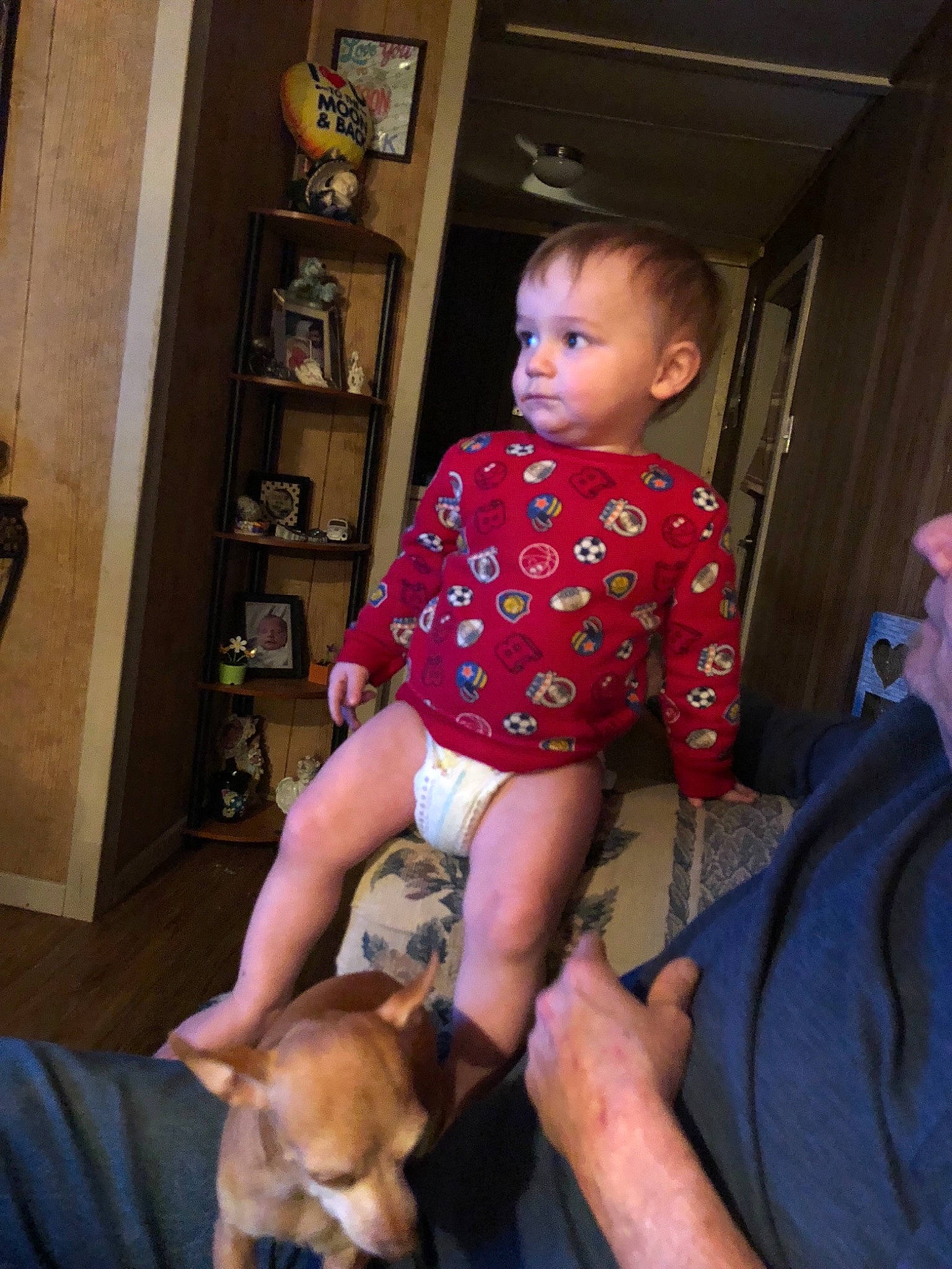 Dallas is registered to the contest to win money with this photo: canidae, carnivore, child, companion_dog, dog, dog_breed, fawn, fun, lap, person, sitting, sporting_group, toddler