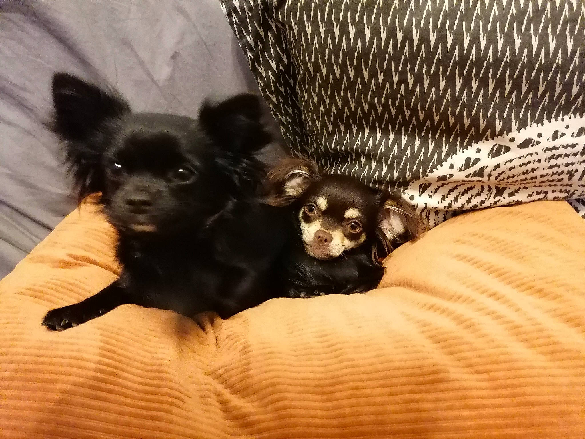 Souki a rejoint le concours — aidez-le/la à gagner de superbes lots ! canidae, carnivore, chihuahua, comfort, companion_dog, corgi_chihuahua, dog, dog_breed, dog_supply, fawn, fur, guard_dog, non_sporting_group, paw, puppy_love, snout, sporting_group, toy_dog, whiskers, working_animal