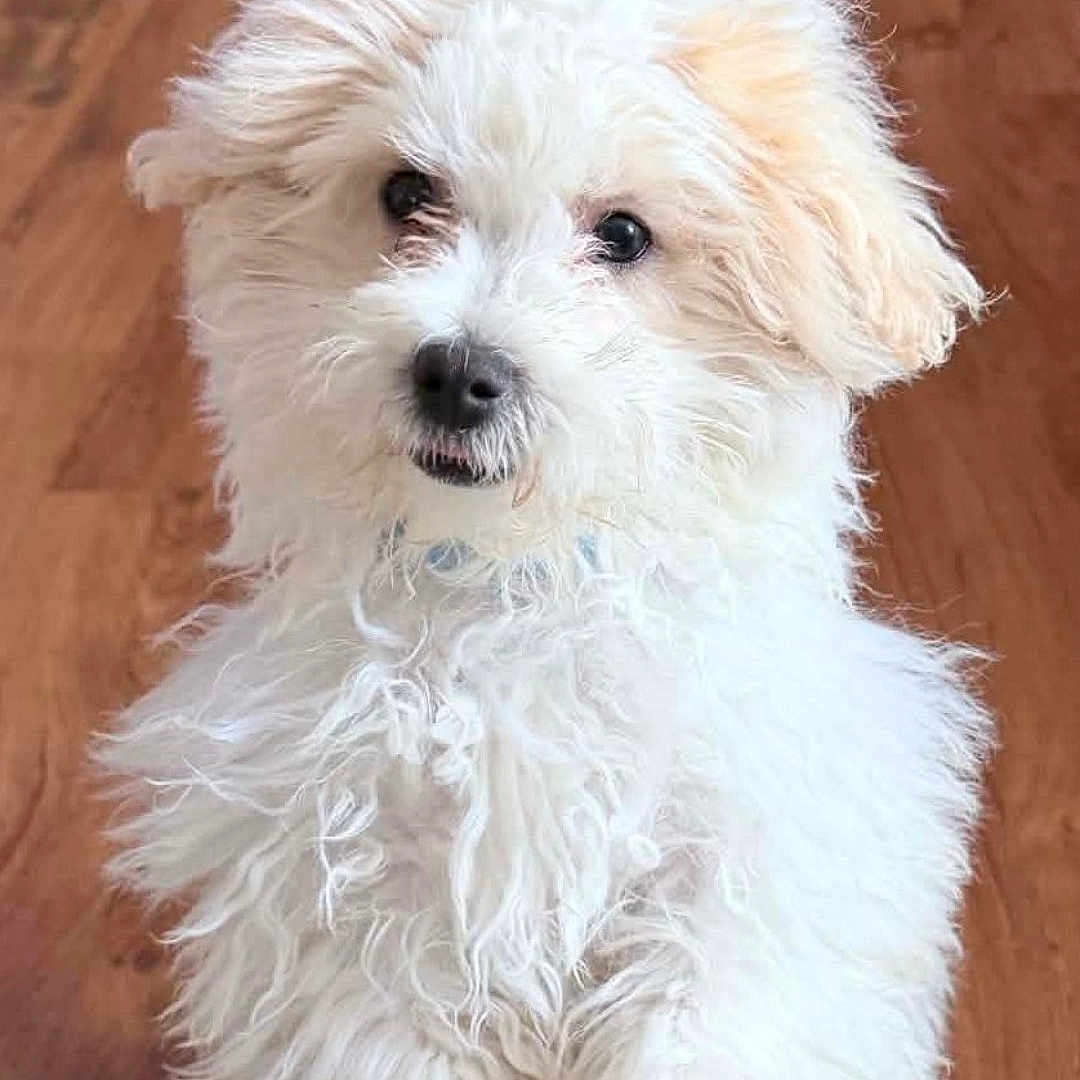 Coco