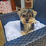 Nestor participe au concours pour gagner de l'argent avec cette photo : dog, pet, furry, small_dog, chair, woven_chair, towel, indoor, outdoor, tablecloth, water_bottle, container, floor, fur, looking_at_camera, cozy, household, background, relaxing, cute