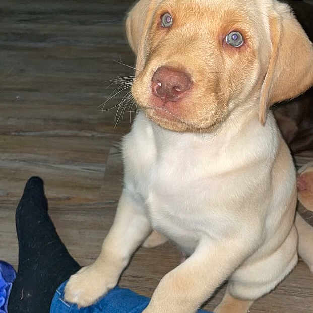 Ben is registered to the contest to win money with this photo: canidae, carnivore, companion_dog, dog, dog_breed, dog_collar, electric_blue, fawn, flooring, fur, gun_dog, human_leg, liver, sitting, snout, sporting_group, terrestrial_animal, whiskers, wood, working_animal