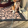 beagle, puppy, dog, leash, outdoor, porch, rug, wooden_floor, rocking_chair, sunlight, pet, animal, sitting, ears, collar, door, pattern, brown, white, cute