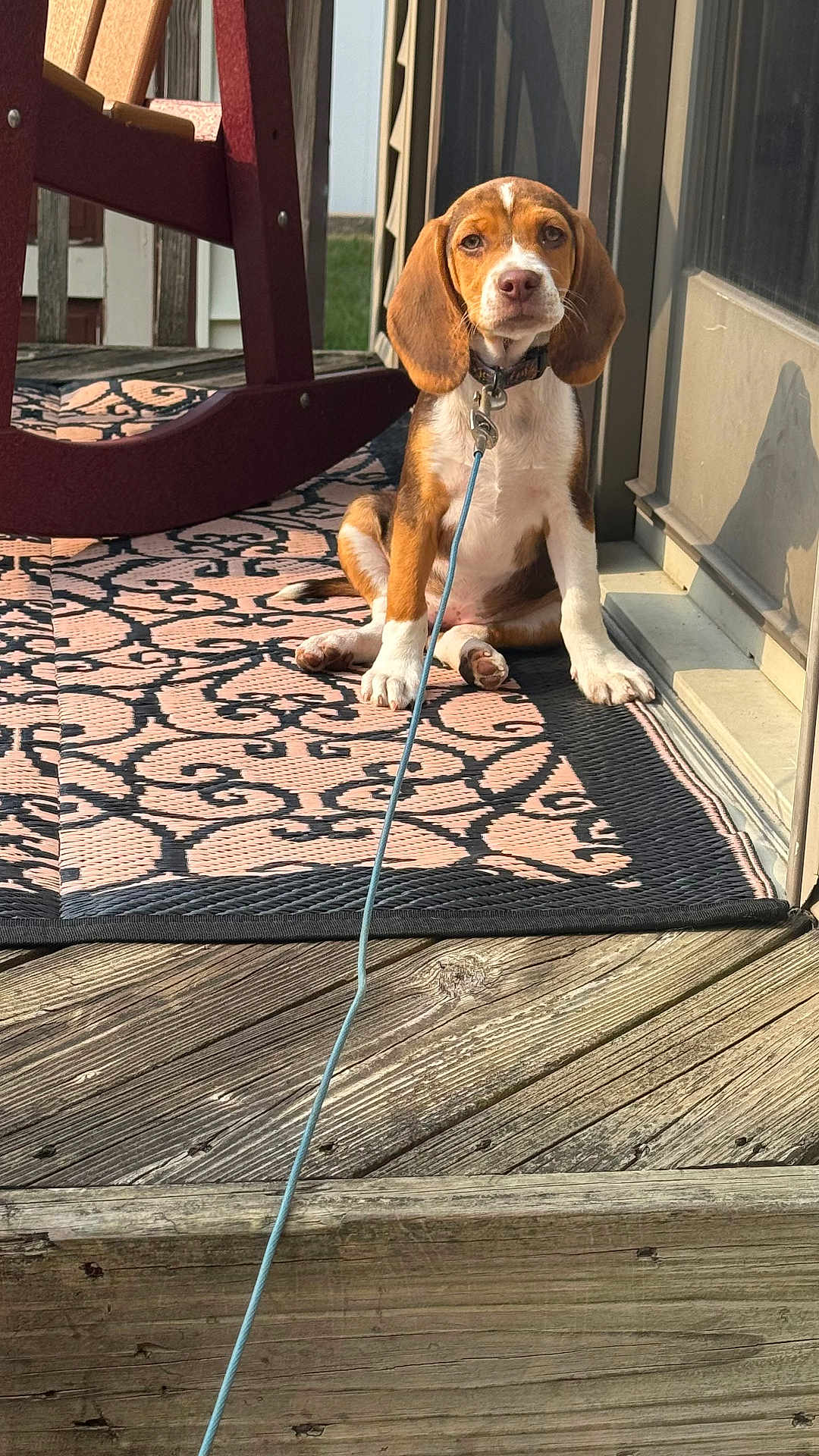 Greta joined the competition — help win amazing prizes! beagle, puppy, dog, leash, outdoor, porch, rug, wooden_floor, rocking_chair, sunlight, pet, animal, sitting, ears, collar, door, pattern, brown, white, cute