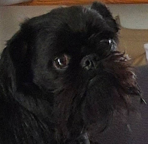 Ouessane a rejoint le concours — aidez-le/la à gagner de superbes lots ! affenpinscher, canidae, carnivore, chinese_imperial_dog, companion_dog, dog, dog_breed, fawn, griffon_bruxellois, japanese_chin, liver, mammal, pekapoo, pekingese, puppy, shih_tzu, snout, sporting_group, toy_dog, vertebrate