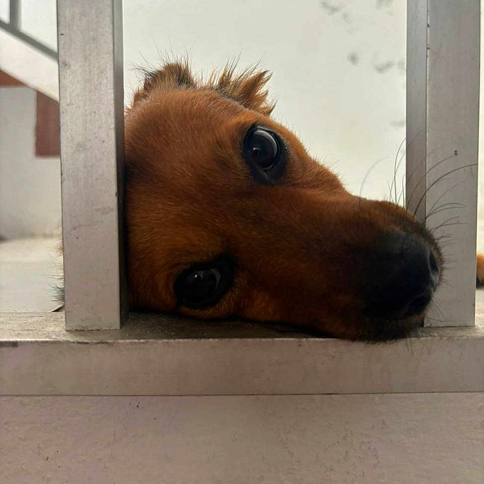 Moka a rejoint le concours — aidez-le/la à gagner de superbes lots ! animal, brown_fur, close_up, curious, cute, dog, ears, expression, face, floor, fur_texture, indoors, looking, metal_bars, nostrils, pet, resting, snout, waiting, whiskers