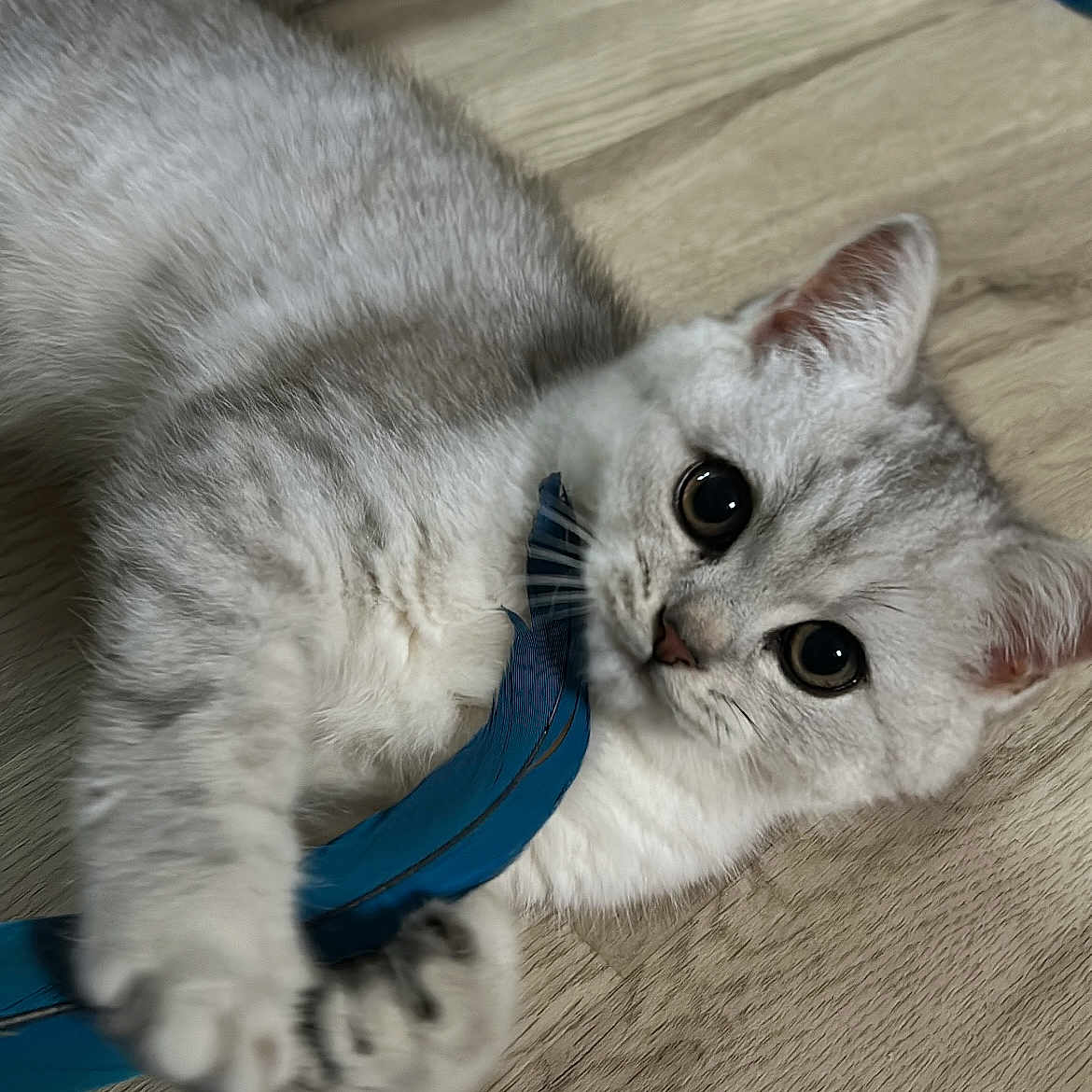 Yumi participe au concours pour gagner de l'argent avec cette photo : animal, cat, closeup, curious, cute, domestic_cat, feather, feline, fur, gray, indoor, kitten, paw, pet, playful, toy, whiskers, white, wooden_floor, young