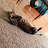 cat, tabby, carpet, floor, wood_floor, furniture, table, pet_toy, indoor, sunlight, relaxed, lying_down, animal, domestic_cat, curious, paw, striped_fur, home, cozy, cute