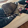 cat, tabby, yawning, blanket, couch, indoor, pet, feline, wood_floor, cozy, living_room, striped, animal, fur, relaxed, home, comfortable, resting, mouth_open, whiskers