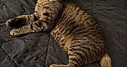 Jasper joined the competition — help win amazing prizes! cat, tabby, pet, animal, feline, indoor, blanket, bed, quilt, resting, fur, whiskers, ears, tail, curious, looking, comfortable, cozy, striped, relaxed