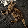 cat, tabby, pet, animal, feline, indoor, blanket, bed, quilt, resting, fur, whiskers, ears, tail, curious, looking, comfortable, cozy, striped, relaxed