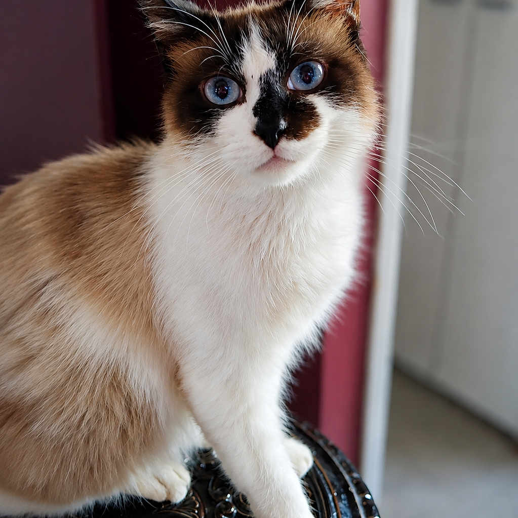 Milo