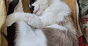Milo a rejoint le concours — aidez-le/la à gagner de superbes lots ! cat, sleeping, curled_up, towel, couch, floral_pattern, indoor, pet, fur, whiskers, relaxed, resting, animal, cozy, cute, domestic, feline, soft, quiet, comfort