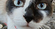 Milo participe au concours pour gagner de l'argent avec cette photo : animal, black_and_white, blue_eyes, cat, close, close_up, collar, curious, face, focus, fur, ground, muzzle, nose, outdoor, pet, snout, tabby, texture, whiskers
