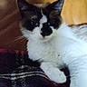 Milo a rejoint le concours — aidez-le/la à gagner de superbes lots ! cat, animal, pet, feline, white, black, fur, resting, indoor, blanket, plaid, leather, closeup, whiskers, paw, relaxed, cute, cozy, domestic, sleepy