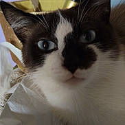 Milo a rejoint le concours — aidez-le/la à gagner de superbes lots ! cat, blue_eyes, face, whiskers, indoor, plastic_bag, curious, close_up, black_and_white, pet, feline, ears, fur, animal, domestic, looking, household, soft_light, portrait, cute