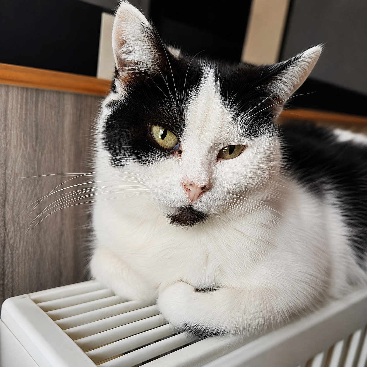 Pandora participe au concours pour gagner de l'argent avec cette photo : cat, black_and_white, pet, animal, feline, resting, indoor, radiator, fur, whiskers, ears, face, close_up, relaxed, cute, domestic, portrait, looking, calm, home
