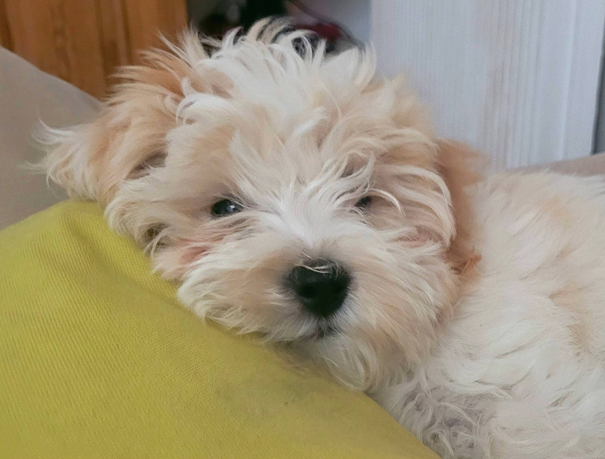 Pablo participe au concours pour gagner de l'argent avec cette photo : biewer_terrier, canidae, carnivore, companion_dog, dog, dog_breed, fur, maltepoo, non_sporting_group, poodle_crossbreed, puppy, shih_poo, small_terrier, snout, sporting_group, terrier, toy_dog, water_dog, working_animal, yorkipoo
