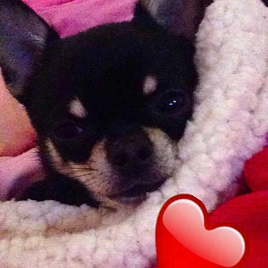 Junior