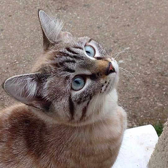 Pepette