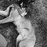Diane a rejoint le concours — aidez-le/la à gagner de superbes lots ! dog, canine, bandana, grass, outdoors, animal, pet, lying_down, tongue_out, playful, black_and_white, mammal, fur, ears, collar, nature, relaxed, summer, happy, portrait
