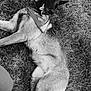 dog, canine, bandana, grass, outdoors, animal, pet, lying_down, tongue_out, playful, black_and_white, mammal, fur, ears, collar, nature, relaxed, summer, happy, portrait