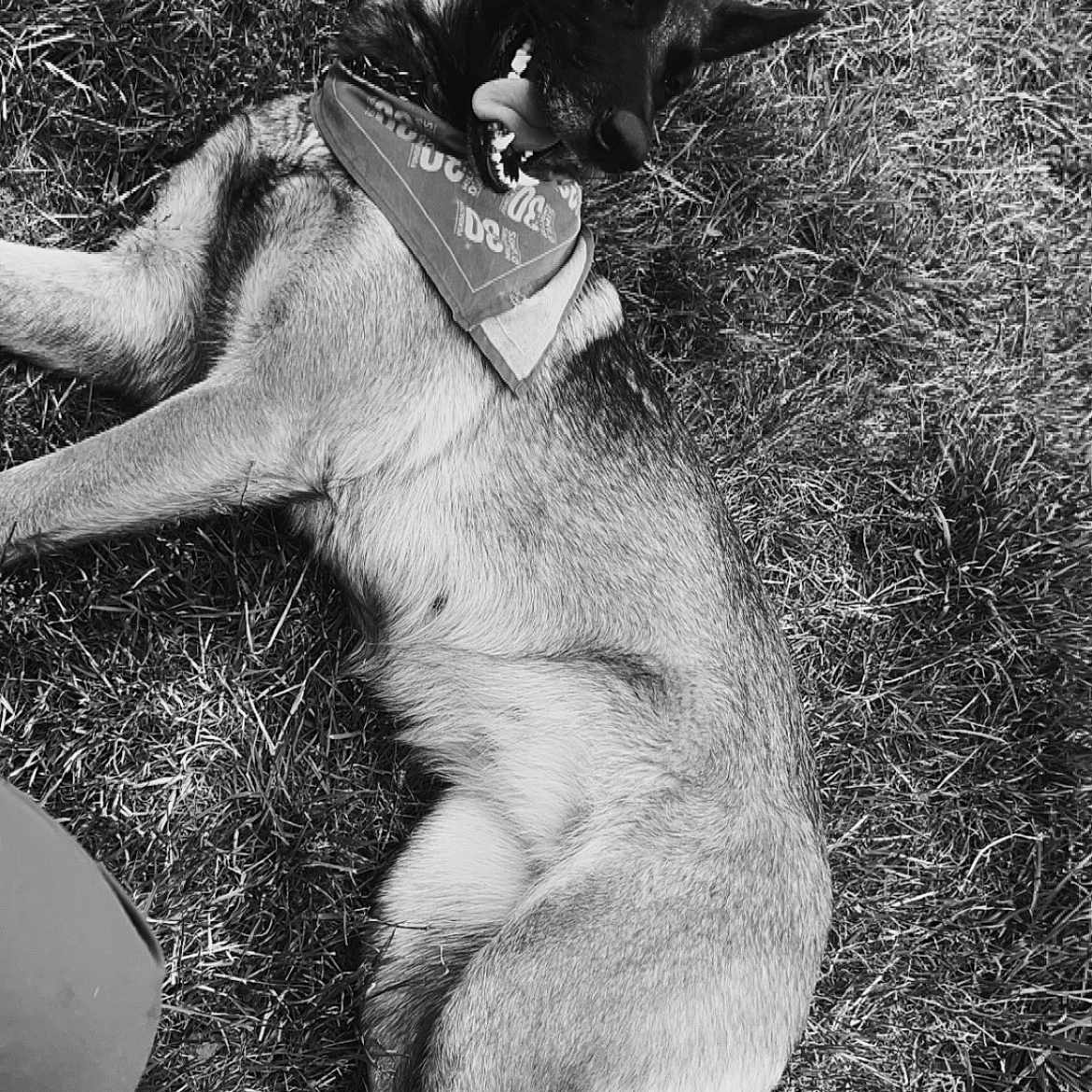 Diane a rejoint le concours — aidez-le/la à gagner de superbes lots ! animal, bandana, black_and_white, canine, collar, dog, ears, fur, grass, happy, lying_down, mammal, nature, outdoors, pet, playful, portrait, relaxed, summer, tongue_out