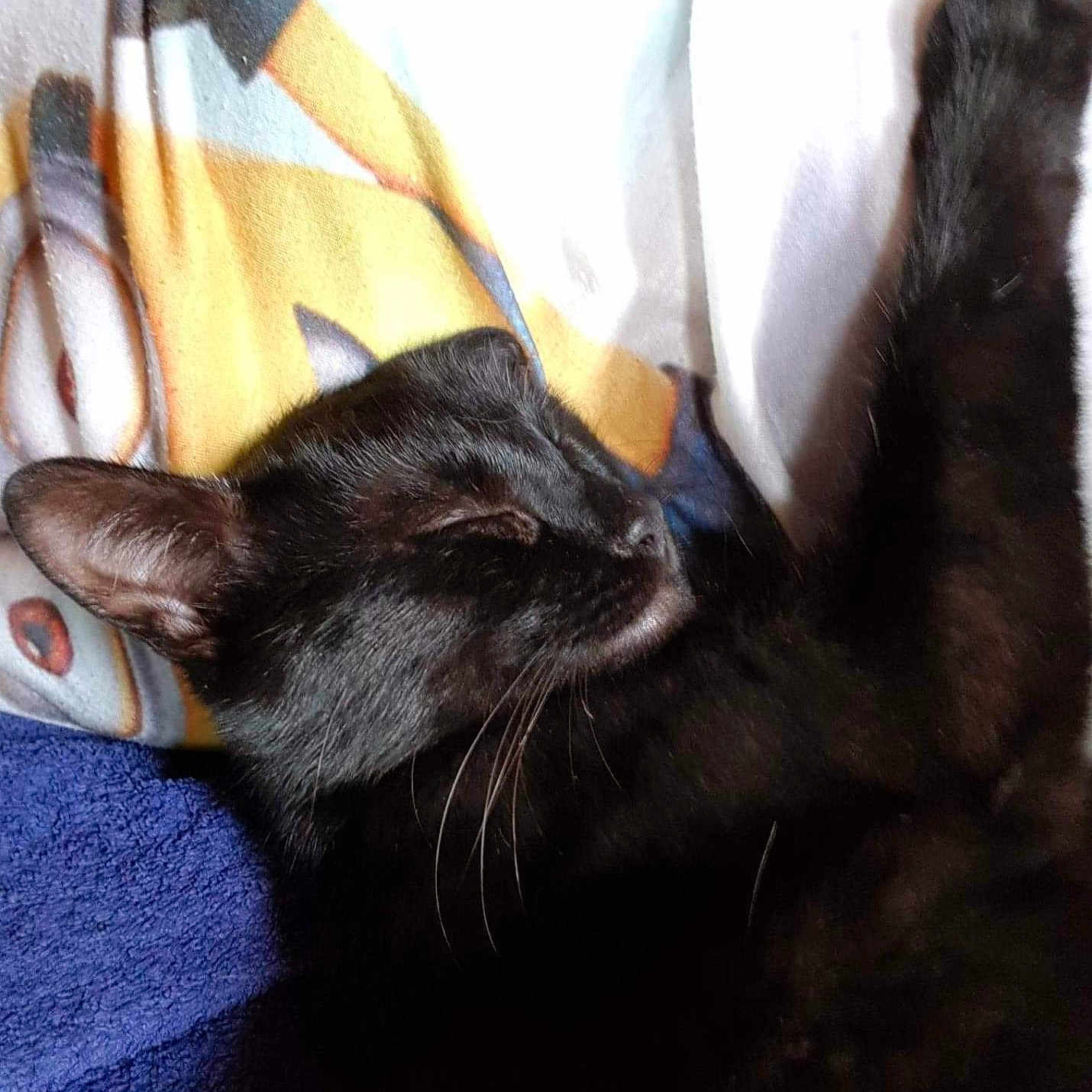 Osiris a rejoint le concours — aidez-le/la à gagner de superbes lots ! animal, bed, bedroom, blackcat, blanket, cat, couch, cushion, face, furniture, head, homedecor, indoors, kitten, person, pet, quilt, room, sleeping, towel