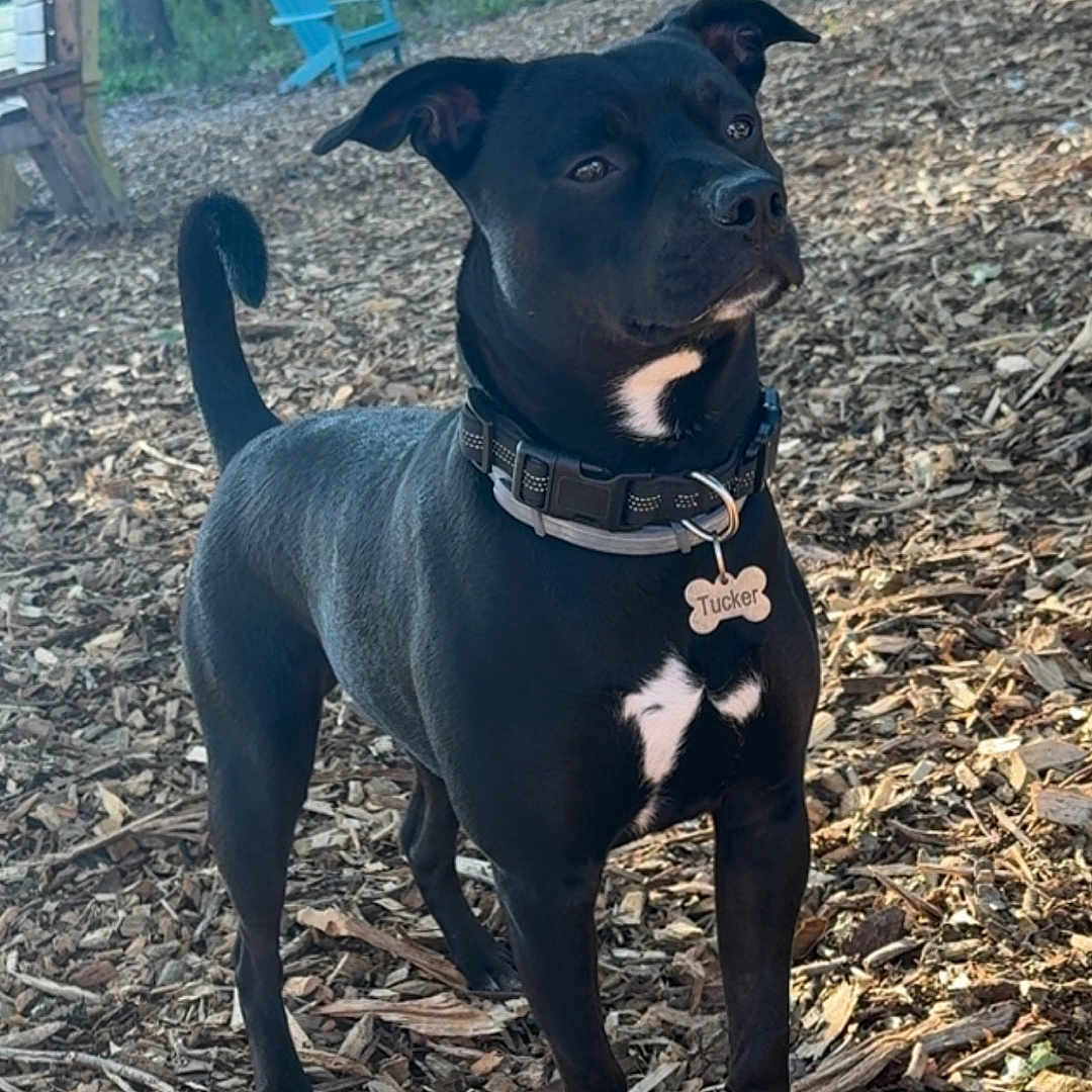 Tucker joined the competition — help win amazing prizes! alert, animal, bench, black_dog, canine, chair, collar, daylight, dog, forest, guarding, nature, outdoor, park, pet, pet_tag, standing, sunlight, trees, wood_chips