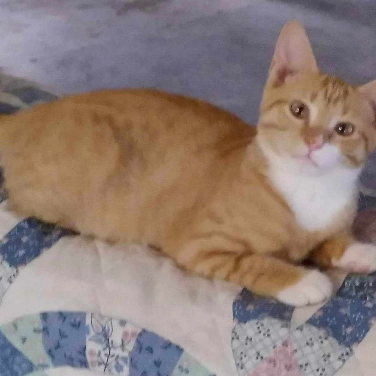 Sassy is registered to the contest to win money with this photo: abyssinian, angora, animal, bed, blanket, cat, cushion, egyptiancat, furniture, homedecor, kitten, manx, pet, quilt, siamese