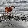 Shelbey Lee is registered to the contest to win money with this photo: animal, beach, calm, canine, coast, dog, gray, landscape, leisure, nature, outdoor, overcast, pet, rocks, sand, sea, shoreline, standing, water, waves