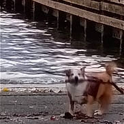Shelbey Lee joined the competition — help win amazing prizes! animal, blurred, canine, daytime, dock, dog, gravel, nature, outdoor, paw, pet, pier, playful, reflection, shore, stick, tail, walking, water, waterfront