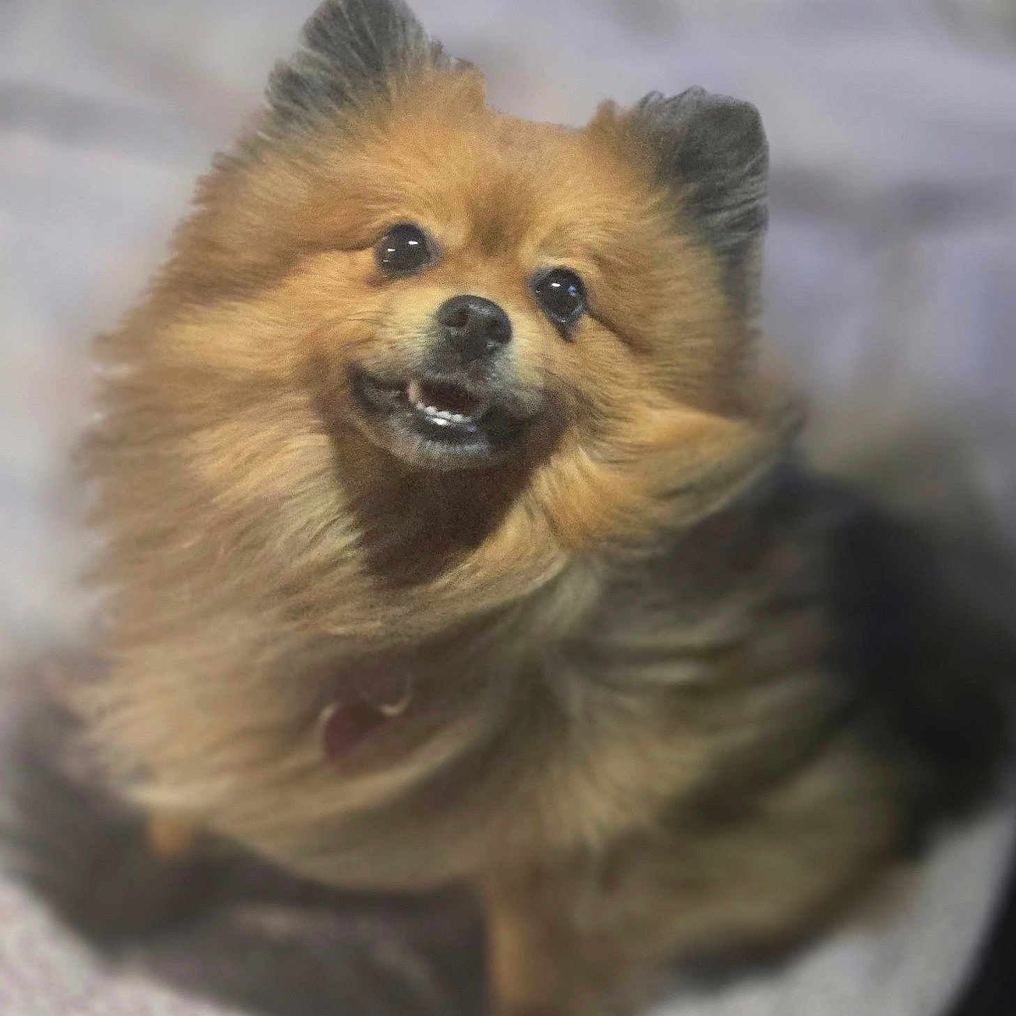 Ofi' is registered to the contest to win money with this photo: animal, canine, companion, cute, dog, domestic_animal, ears, face, fluffy, friendly, fur, happy, indoors, looking_up, nose, pet, pomeranian, portrait, small_dog, smiling