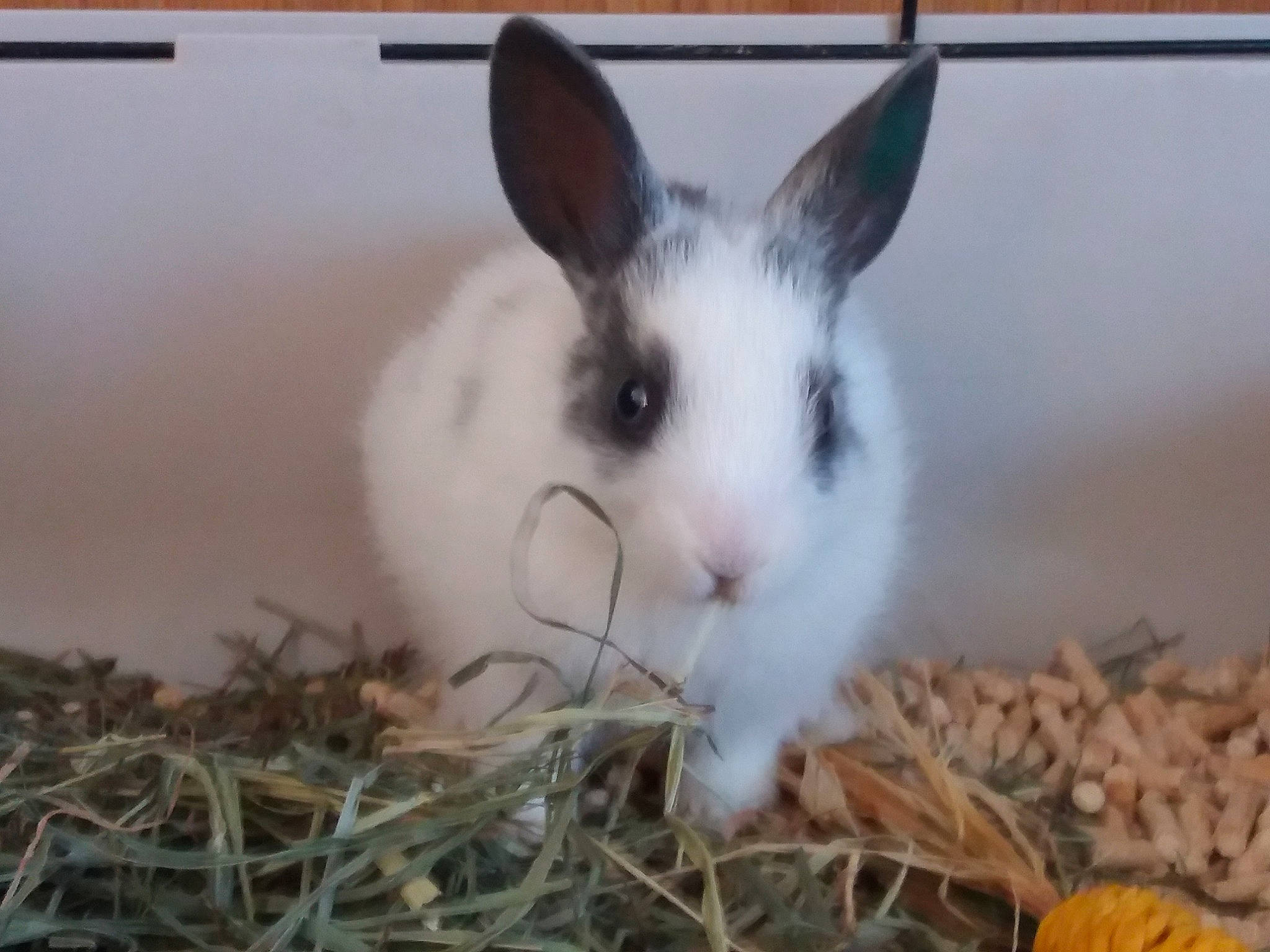 Bandit a rejoint le concours — aidez-le/la à gagner de superbes lots ! domestic_rabbit, ear, easter_bunny, hare, mammal, organism, rabbit, rabbits_and_hares, snout, vertebrate, whiskers