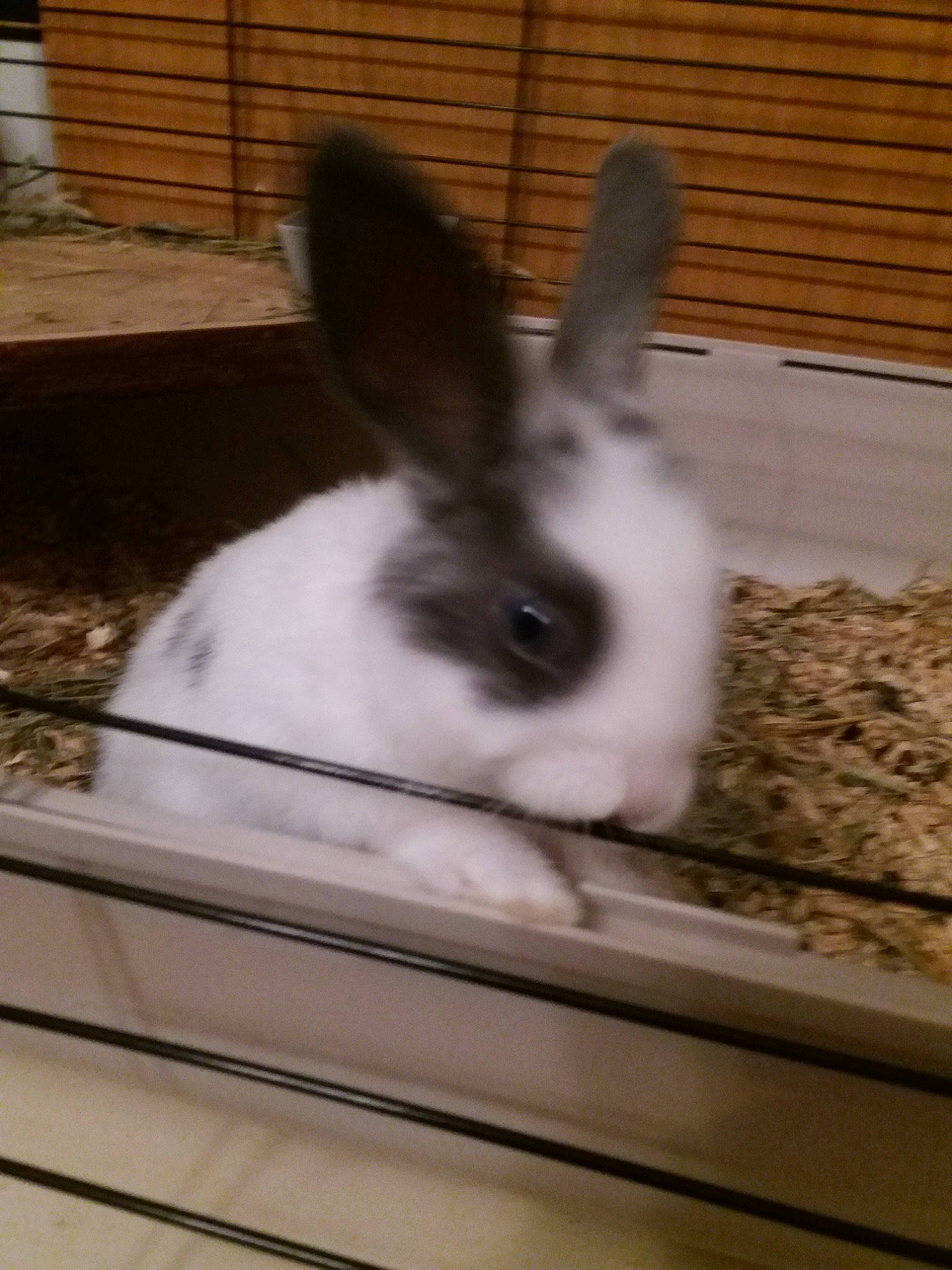 Bandit a rejoint le concours — aidez-le/la à gagner de superbes lots ! domestic_rabbit, ear, fawn, hare, mammal, rabbit, rabbits_and_hares, snout, whiskers