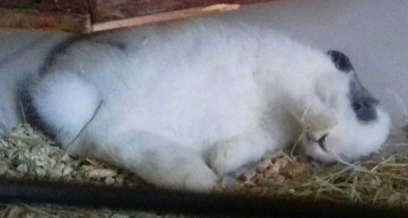 Bandit a rejoint le concours — aidez-le/la à gagner de superbes lots ! canidae, cat, domestic_rabbit, felidae, fur, rabbit, rabbits_and_hares, snout