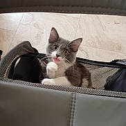 Kitty is registered to the contest to win money with this photo: kitten, cat, gray_cat, white_cat, pet, indoor, mesh_carrier, curious, young_animal, floor_tiles, paw, fur, whiskers, ears, animal_portrait, playful, cute, pet_accessory, looking_up, small_animal