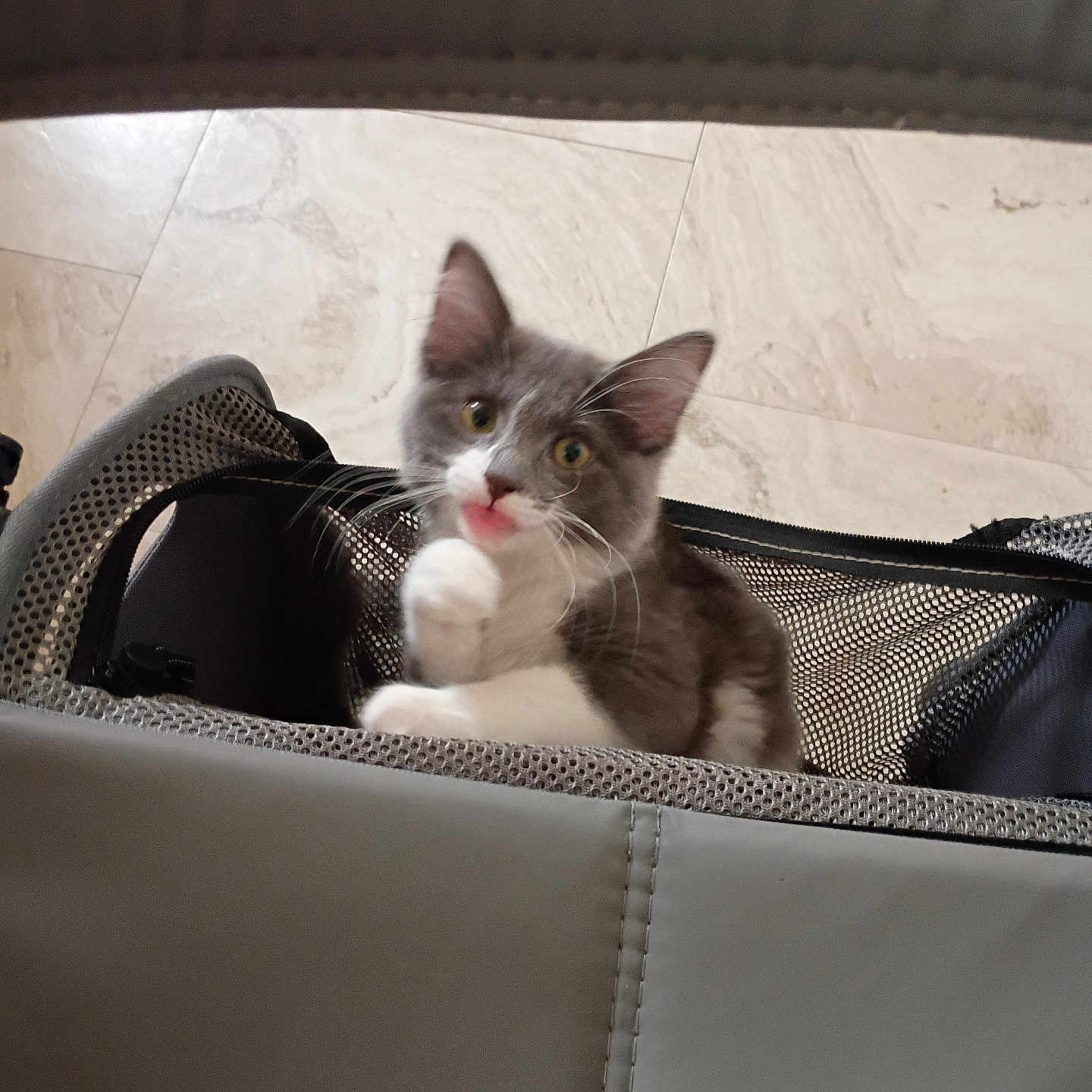 Kitty is registered to the contest to win money with this photo: kitten, cat, gray_cat, white_cat, pet, indoor, mesh_carrier, curious, young_animal, floor_tiles, paw, fur, whiskers, ears, animal_portrait, playful, cute, pet_accessory, looking_up, small_animal