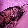 Billie Rose joined the competition — help win amazing prizes! cat, sleeping, tabby_cat, fur, whiskers, paws, blanket, cozy, indoor, resting, pet, cute, animal, mammal, closeup, relaxation, peaceful, soft, purple_tint, nap